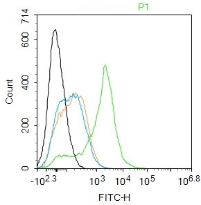 Rabbit anti-Schlafen 8 Polyclonal Antibody