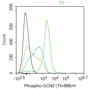 Rabbit anti-Phospho-GCN2(Thr899) Polyclonal Antibody