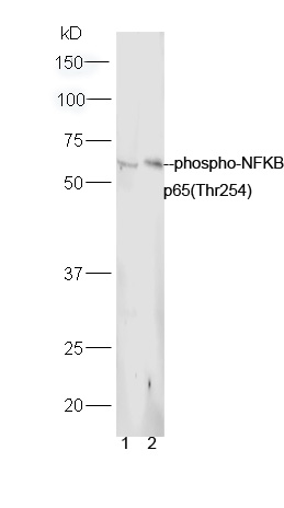 Rabbit anti-Phospho-NFKB p65(Thr254) Polyclonal Antibody