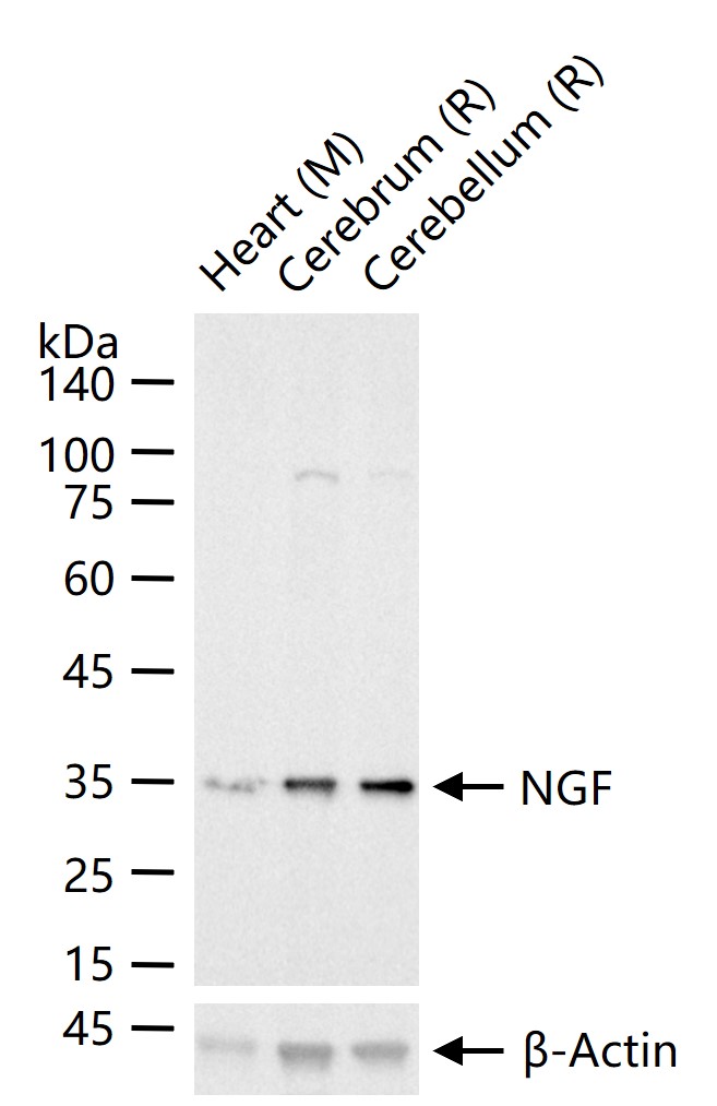 Rabbit anti-NGF Monoclonal Antibody