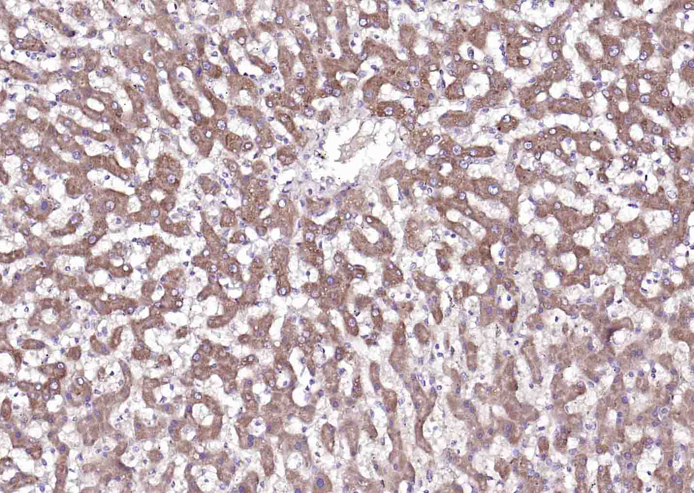 Mouse anti-VEGF Monoclonal Antibody