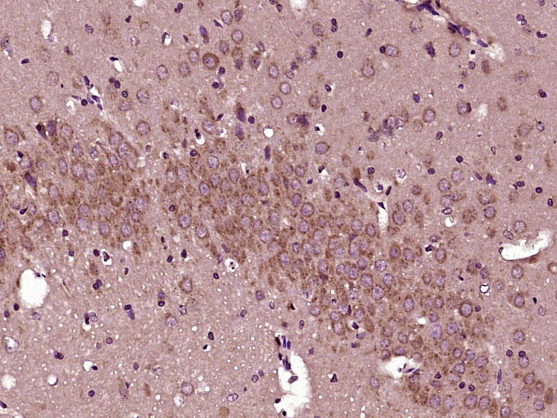 Rabbit anti-SLC25A18 Polyclonal Antibody