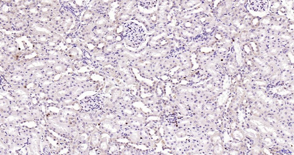 Rabbit anti-PCNA(Nuclear Loading Control) Monoclonal Antibody