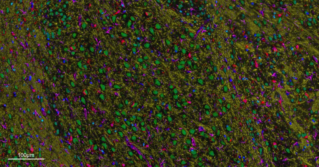 Rabbit anti-NeuN Monoclonal Antibody