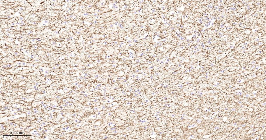 Rabbit anti-MBP Polyclonal Antibody