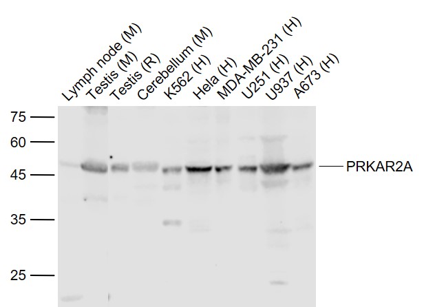 Rabbit anti-PRKAR2A Polyclonal Antibody
