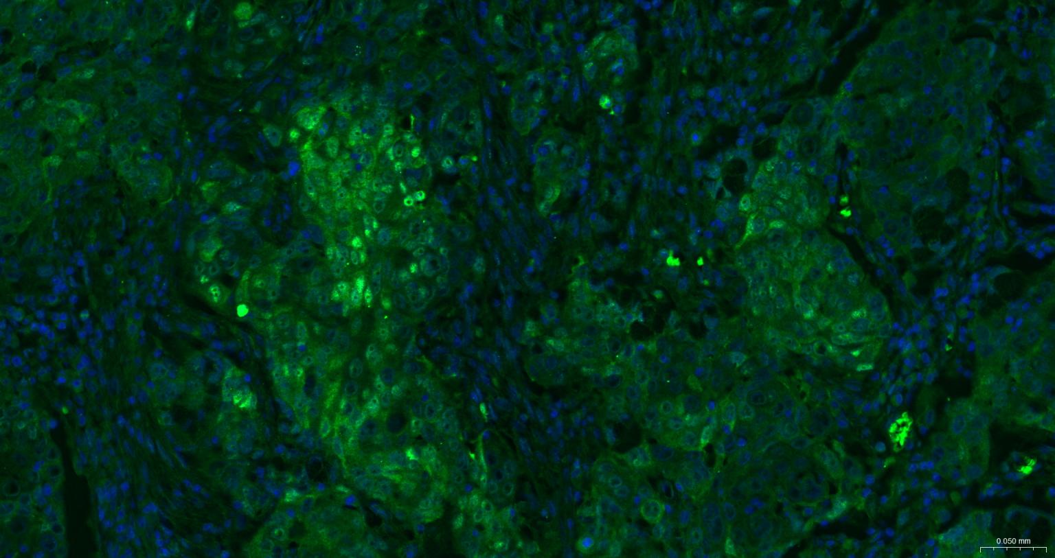 Rabbit anti-HSP70 Monoclonal Antibody