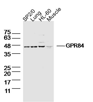 Rabbit anti-GPR84 Polyclonal Antibody