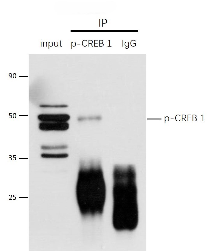 Rabbit anti-Phospho-CREB-1(Ser133) Polyclonal Antibody