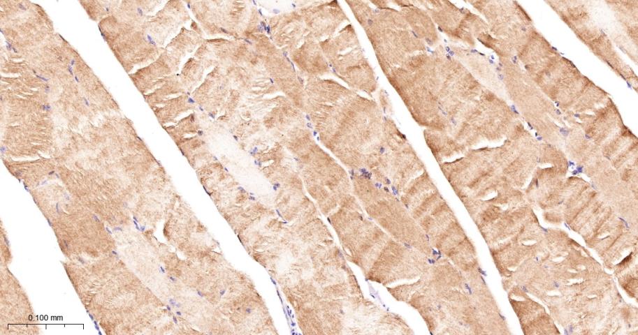 Rabbit anti-LDHA Polyclonal Antibody