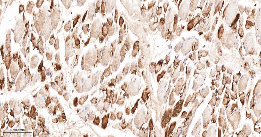 Rabbit anti-LDHA Polyclonal Antibody