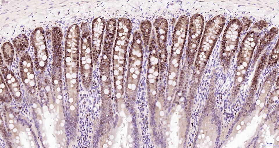 Rabbit anti-PCNA(Nuclear Loading Control) Monoclonal Antibody