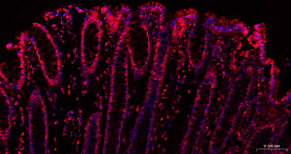 Rabbit anti-GAPDH Polyclonal Antibody