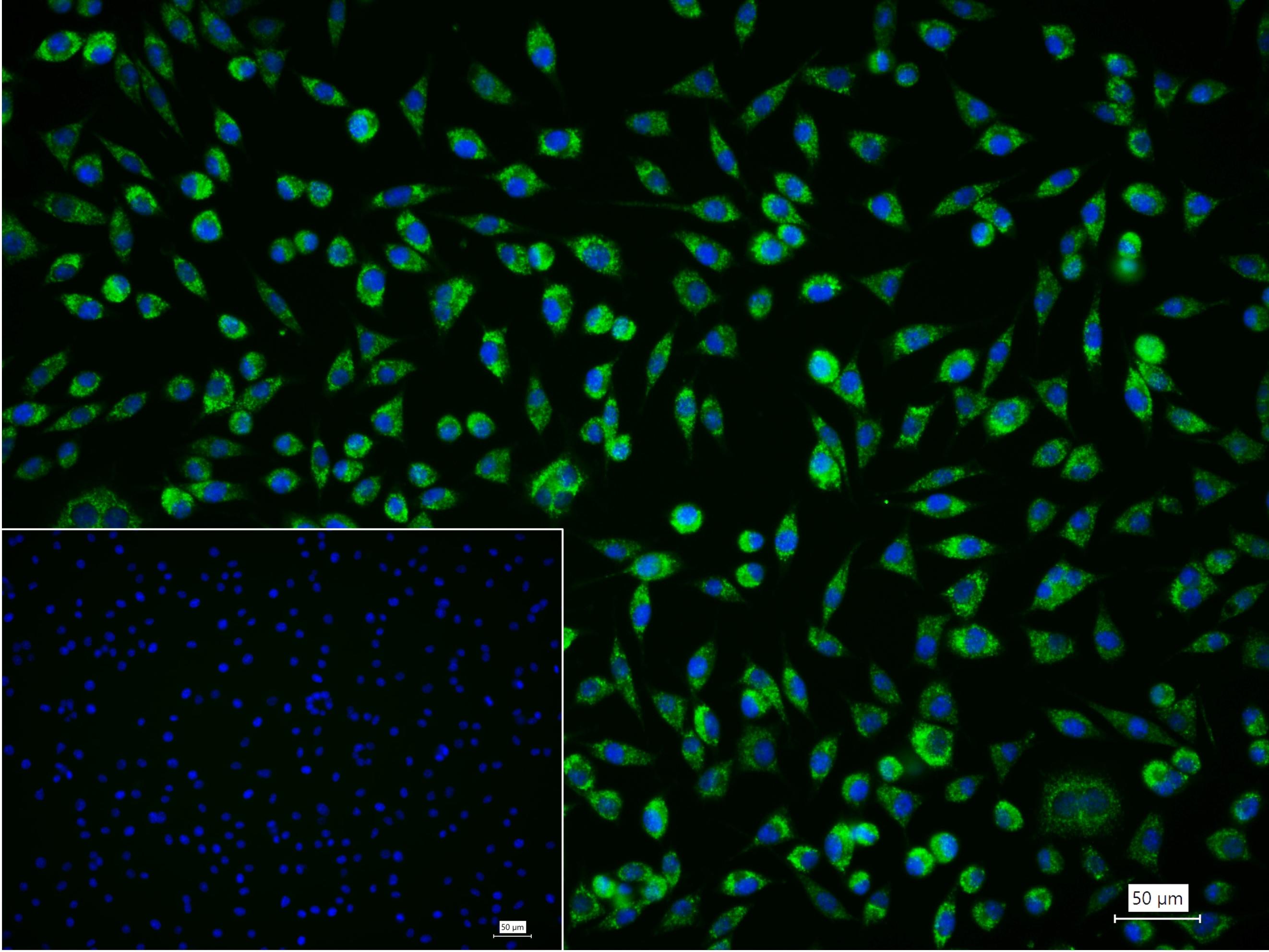 Rabbit anti-Bax Monoclonal Antibody