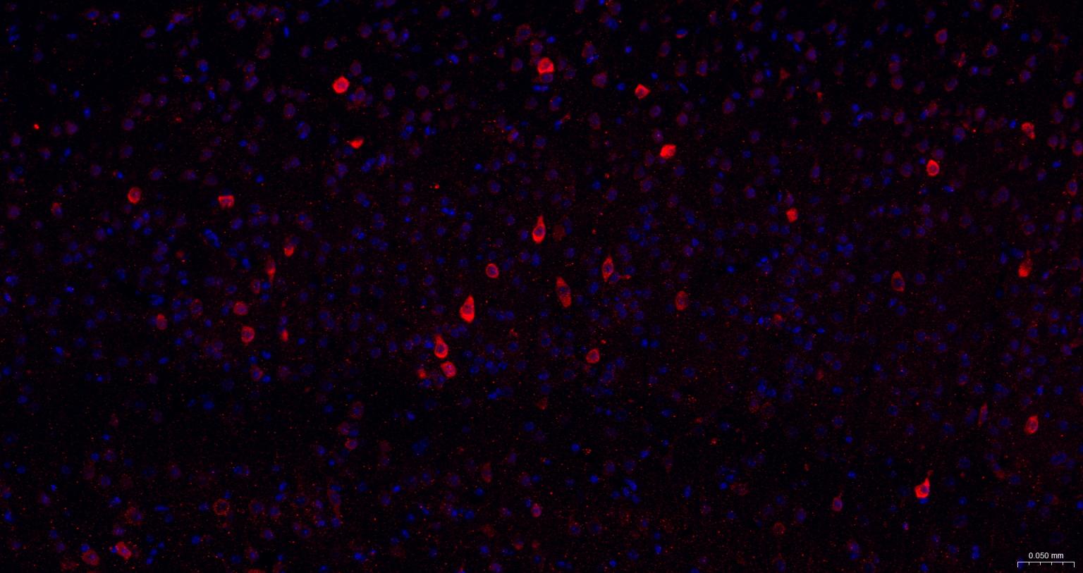 Rabbit anti-NGF Monoclonal Antibody