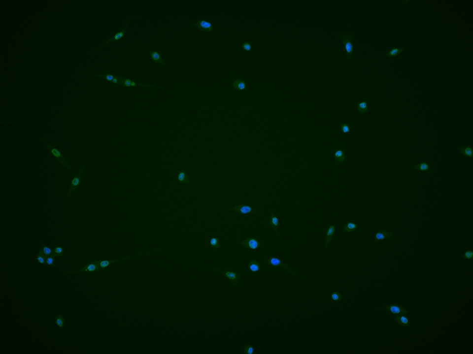 Rabbit anti-Phospho-PI3 Kinase p110 β(Ser1070) Polyclonal Antibody
