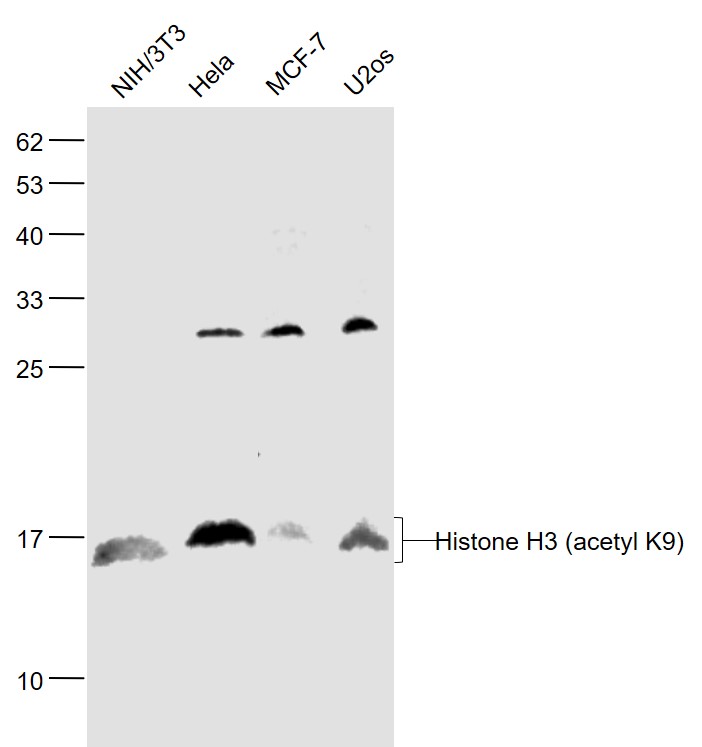 Rabbit anti-Histone H3(Acetyl K9) Polyclonal Antibody