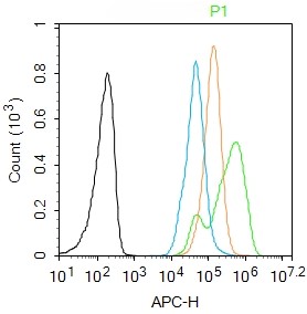 Rabbit anti-Phospho-NFKB p65(Thr435) Polyclonal Antibody