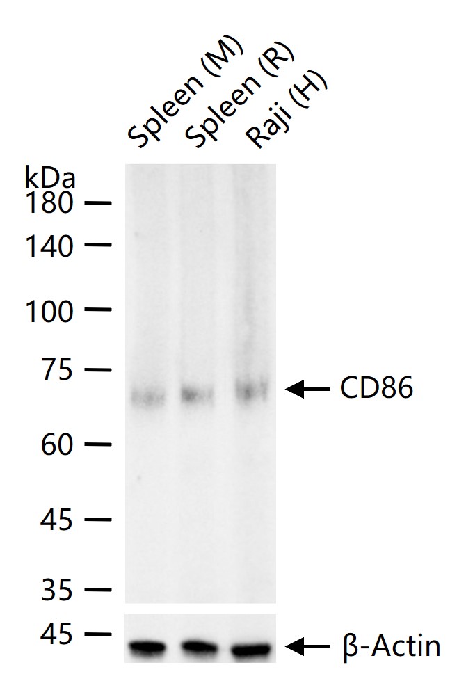 Rabbit anti-CD86 Polyclonal Antibody