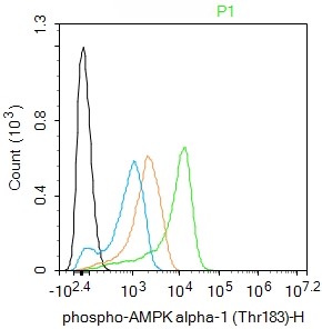Rabbit anti-Phospho-AMPKα-1(Thr183) Polyclonal Antibody