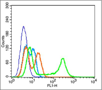 Rabbit anti-Phospho-AKT1(Thr34) Polyclonal Antibody