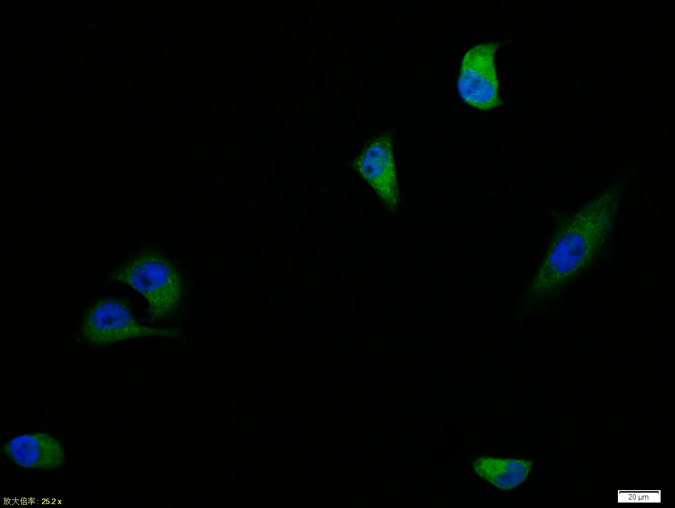 Rabbit anti-CD44v7 Polyclonal Antibody