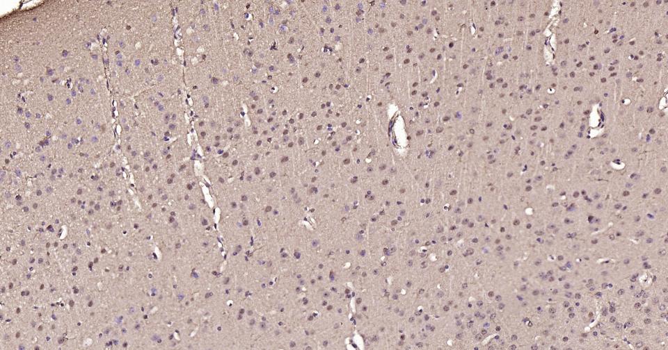 Rabbit anti-GAPDH Polyclonal Antibody