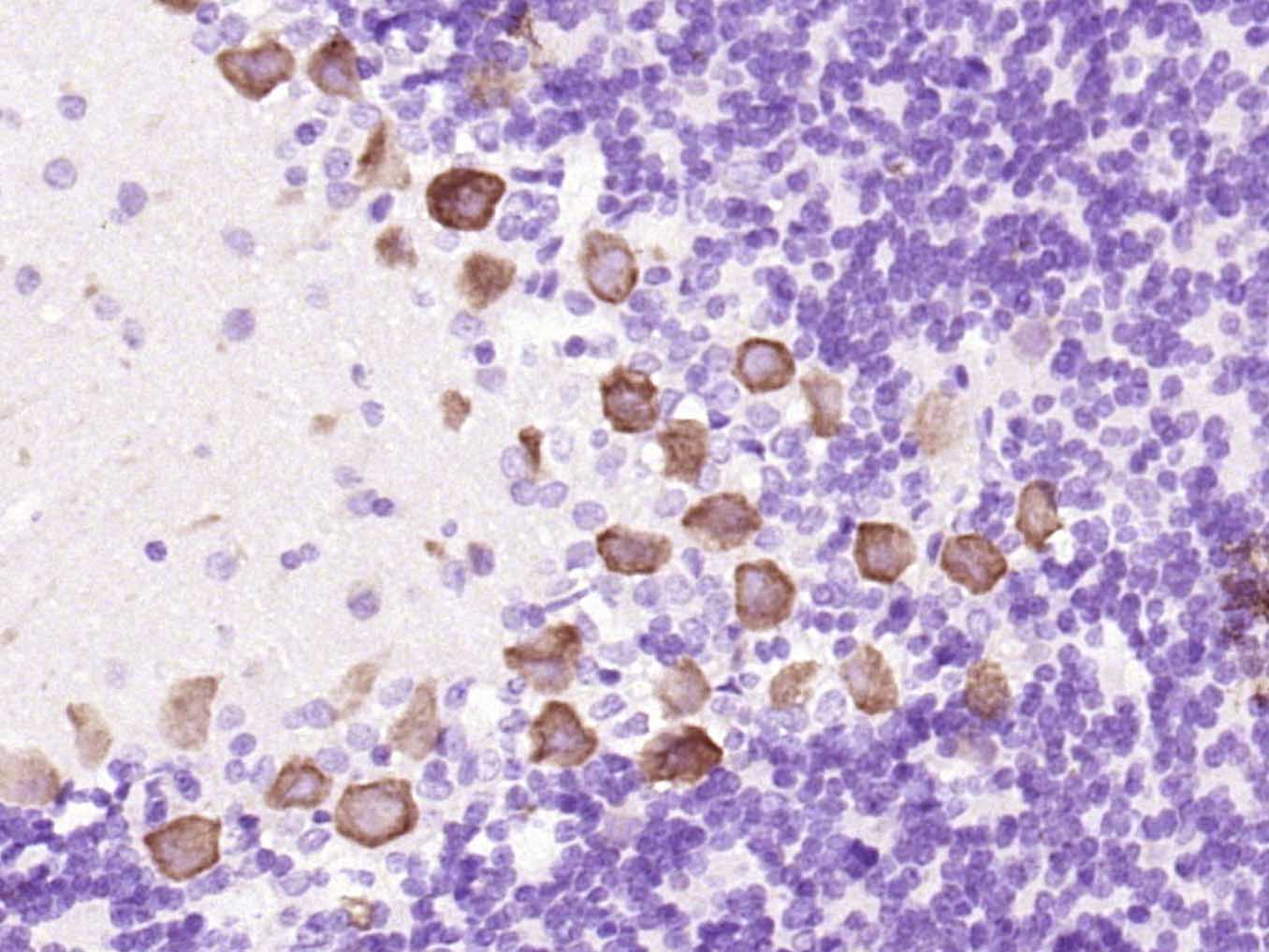 Rabbit anti-Phospho-GAP43(Ser41) Polyclonal Antibody