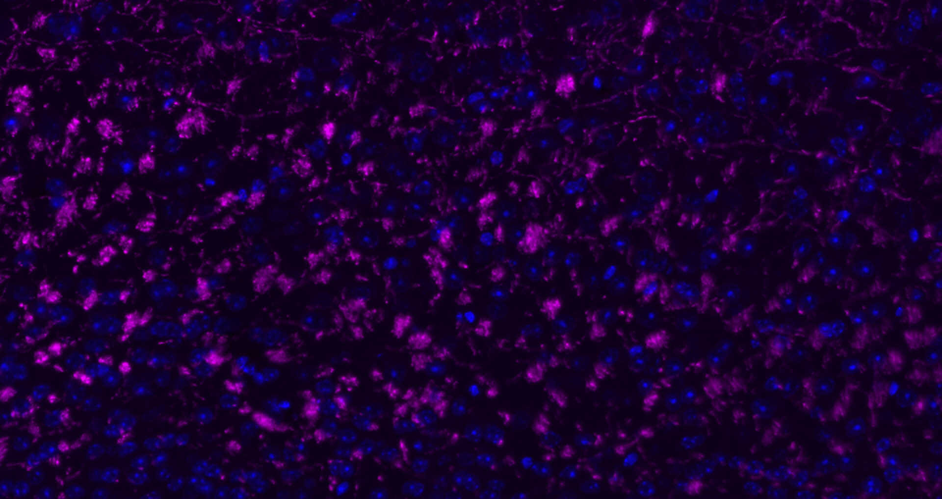 Rabbit anti-MBP Polyclonal Antibody