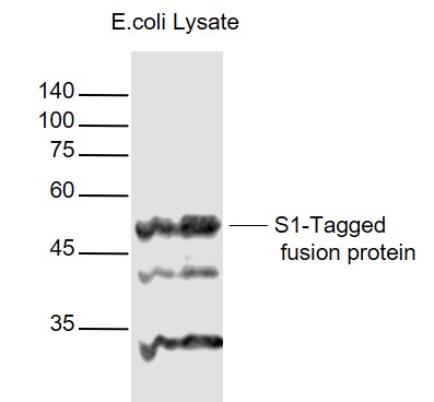Rabbit anti-S1-Tag Polyclonal Antibody