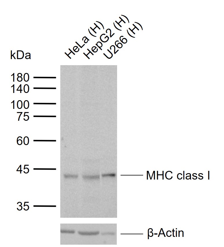Rabbit anti-MHC Class I Monoclonal Antibody
