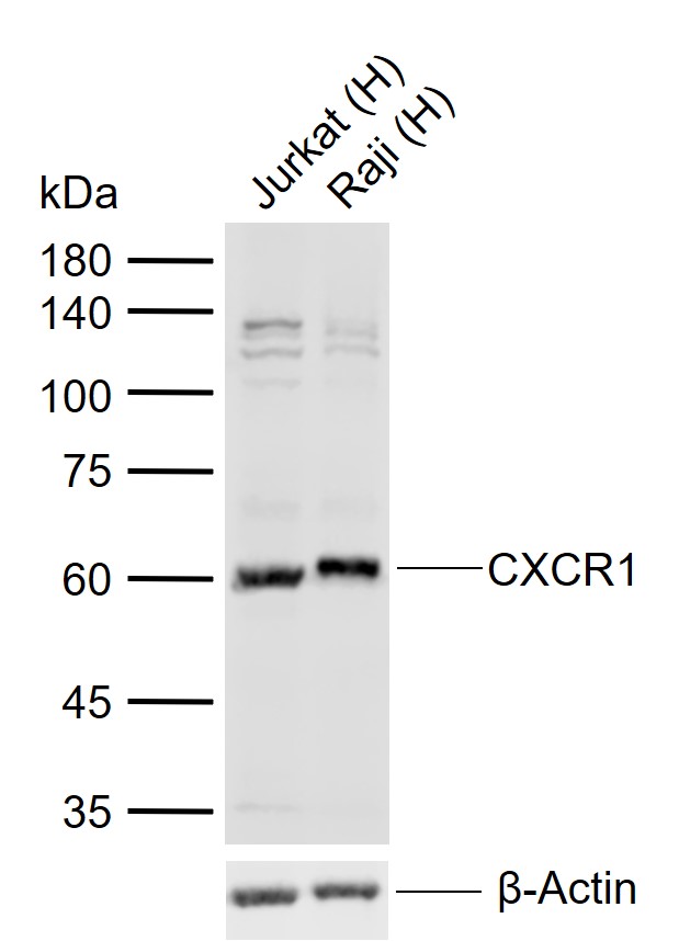 Rabbit anti-CXCR1 Polyclonal Antibody
