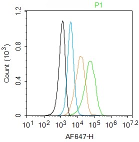 Rabbit anti-NCX1 Polyclonal Antibody
