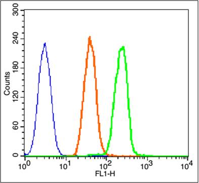 Rabbit anti-Phospho-β Catenin(Thr41+Ser45) Polyclonal Antibody