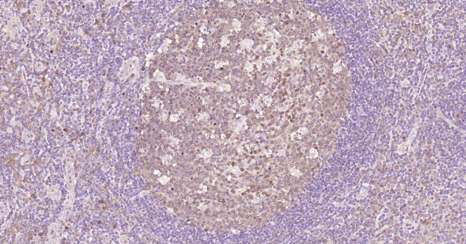 Rabbit anti-Caspase-3 Monoclonal Antibody