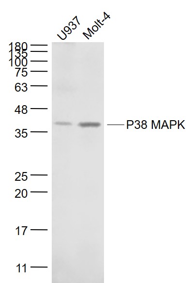 Mouse anti-P38 MAPK Monoclonal Antibody