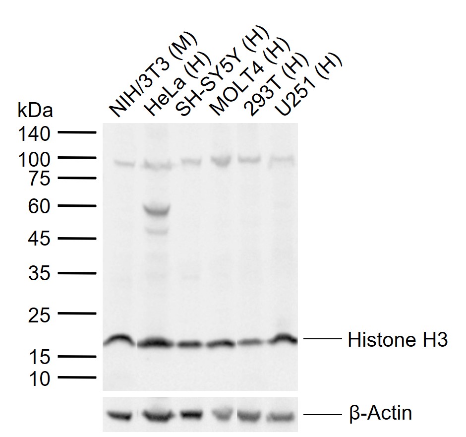 Mouse anti-MonoMethyl-Histone H3(Lys9) Monoclonal Antibody(3F8)