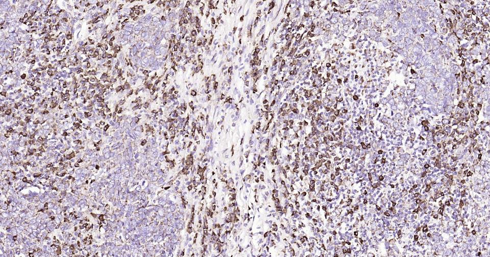 Rabbit anti-CD9 Monoclonal Antibody
