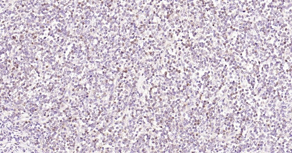 Rabbit anti-Caspase-3 Monoclonal Antibody