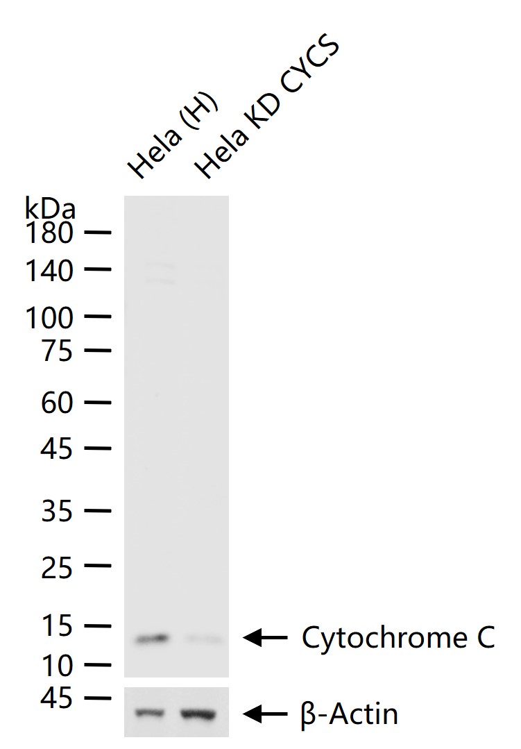 Rabbit anti-Cytochrome C Monoclonal Antibody