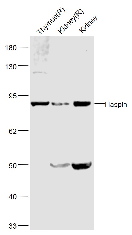 Rabbit anti-Haspin Polyclonal Antibody
