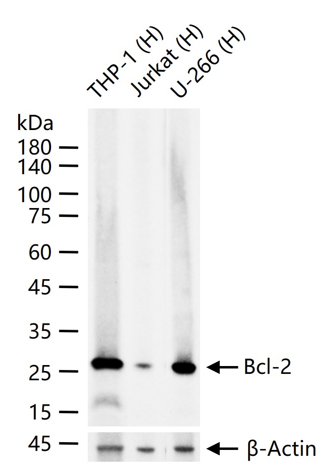 Rabbit anti-Bcl-2 Monoclonal Antibody