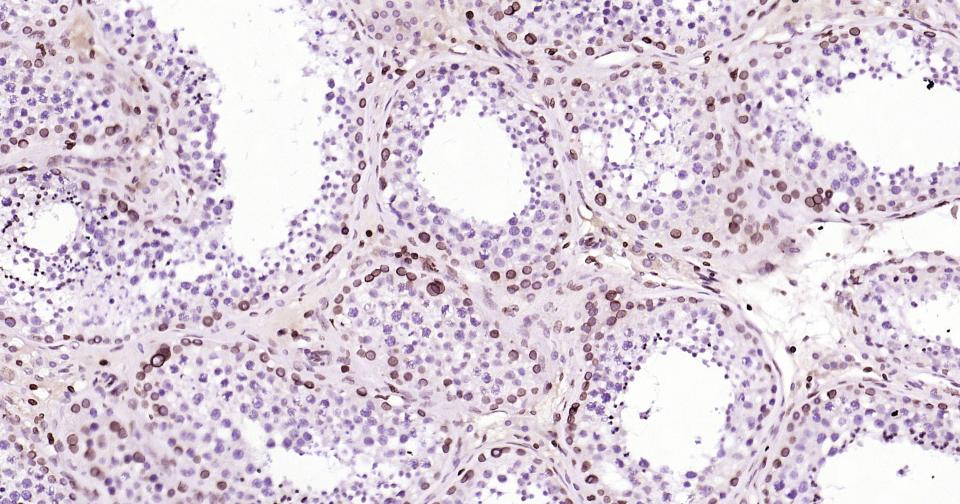 Rabbit anti-Lamin B1 Monoclonal Antibody