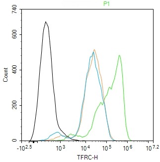 Rabbit anti-CD71/Transferrin Receptor Monoclonal Antibody