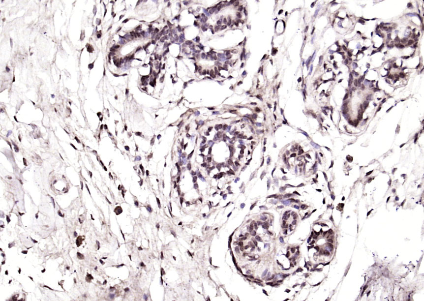 Rabbit Anti-ARA24 Polyclonal Antibody