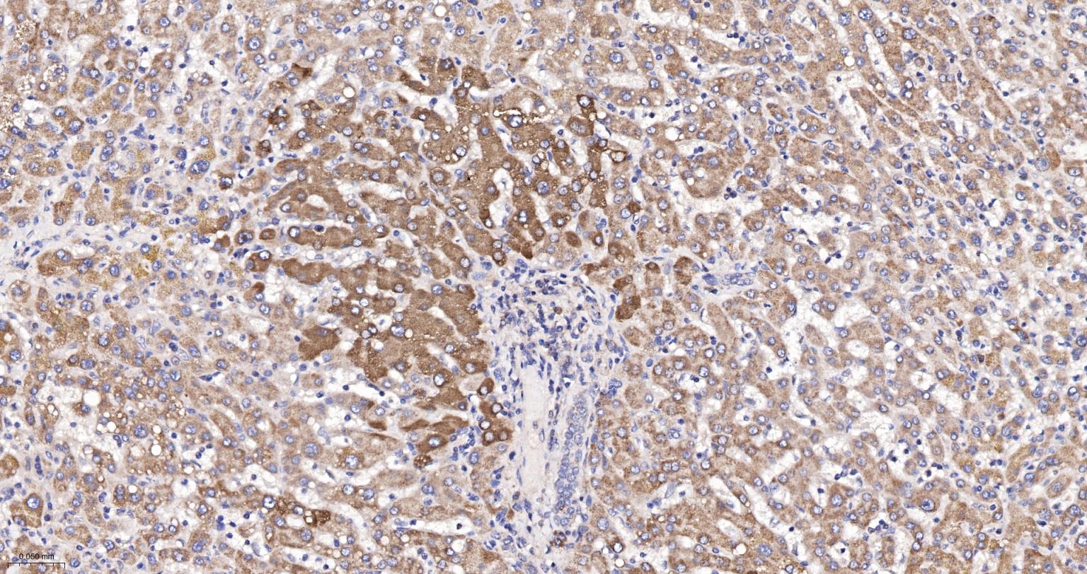 Rabbit anti-Cytochrome C Monoclonal Antibody