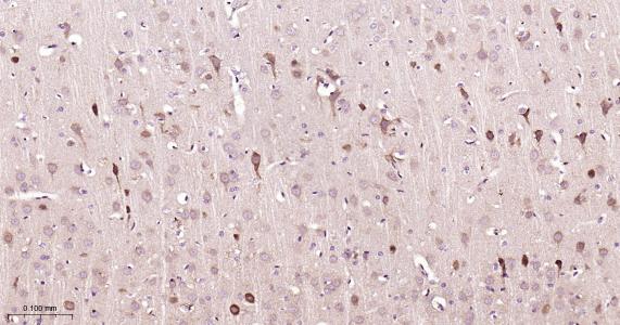 Rabbit anti-NGF Monoclonal Antibody