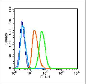 Rabbit anti-Phospho-NFKB1(Ser907) Polyclonal Antibody