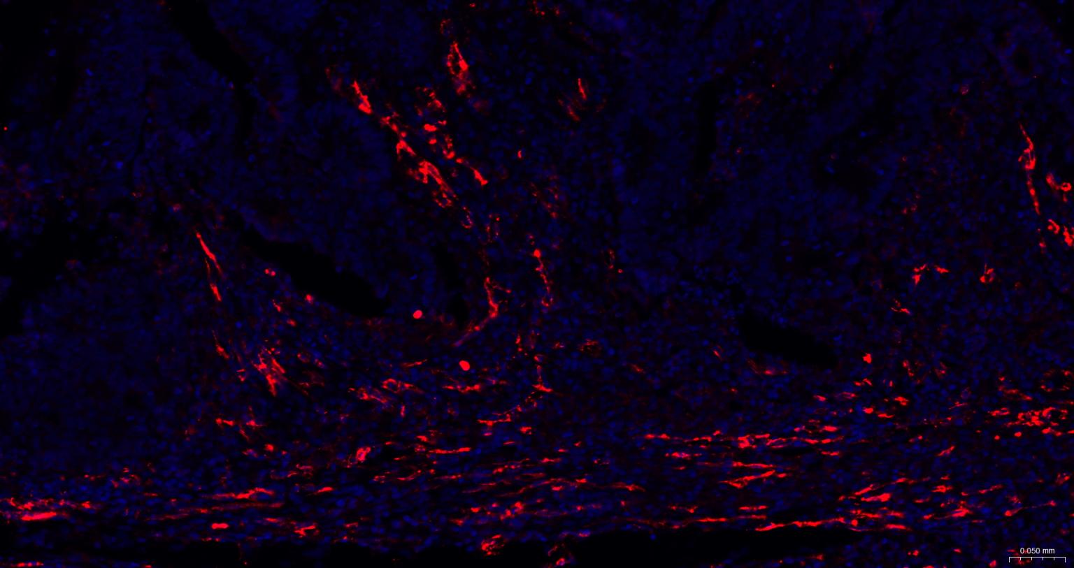 Mouse anti-CD31 Monoclonal Antibody