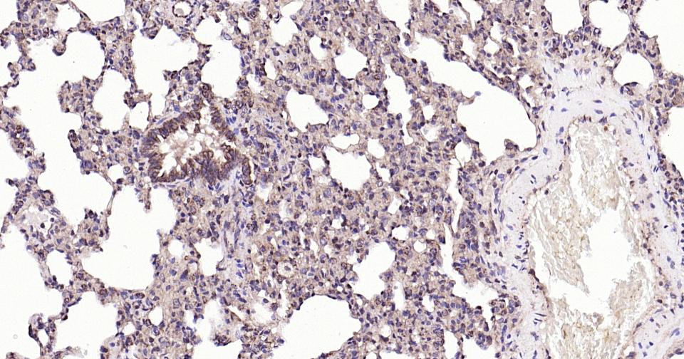 Rabbit anti-Bax Monoclonal Antibody